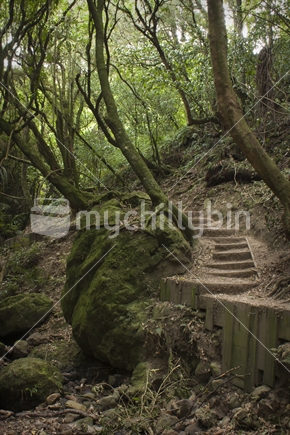 Manawatu Gorge Walking Track