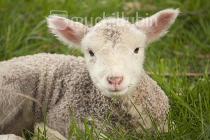 Lamb resting