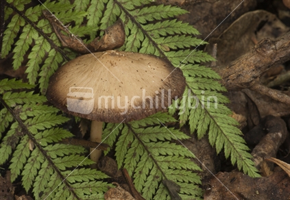 Toadstool growing beside ferns in the forest