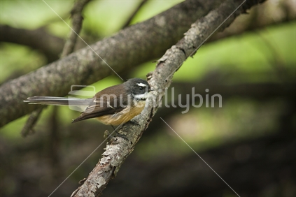 Fantail resting on a branch
