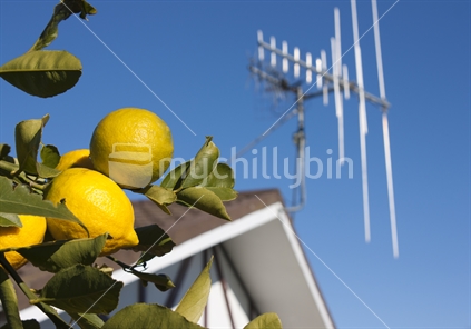 Lemons with house in background
