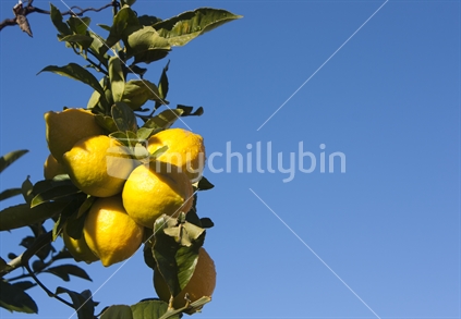 Lemons against a blue sky