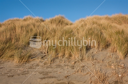 Grass covered dunes