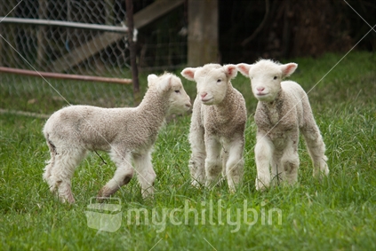 Three Cute new lambs
