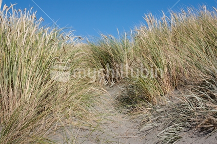 Grass on sand dunes