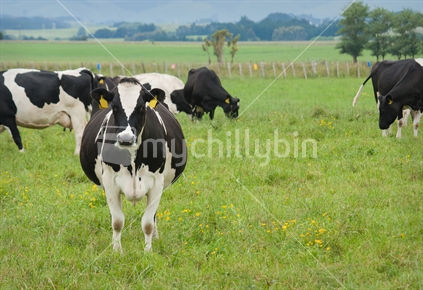 Cows in a lush New Zealand paddock. 