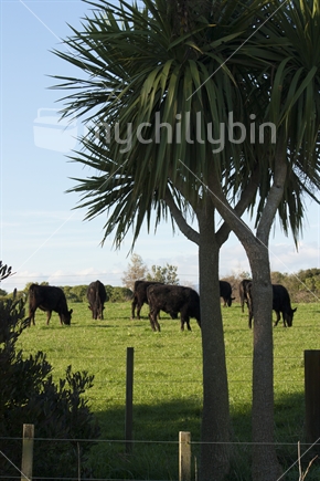Cabbage tree and cattle