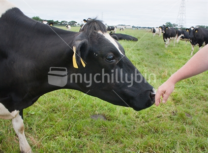 Cow investigating farmers hand.