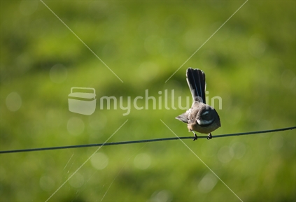 Fantail on wire
