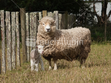 Ewe and lamb in a dry summer paddock