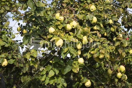 Quinces growing on tree