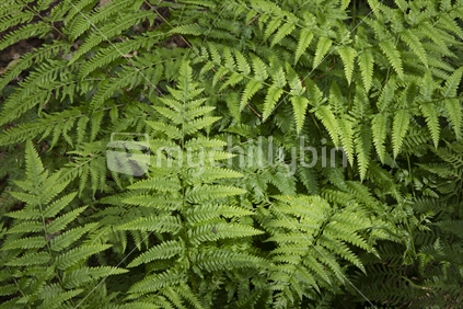Ground Ferns in a New Zealand forest