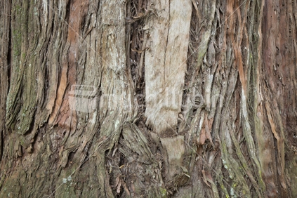 Closeup of a Totara tree trunk