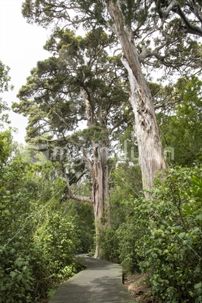 Totara trees in Awahuri Forest Kitchener Park, Feilding