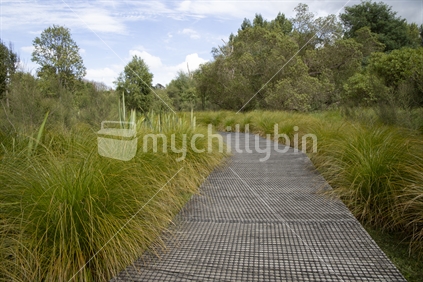 Path in Awahuri Forest Kitchener Park, Feilding