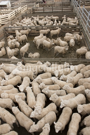 Sheep in pens at the Feilding Stockyards.  