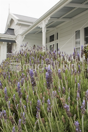 Victorian style house, with lavender in foreground.