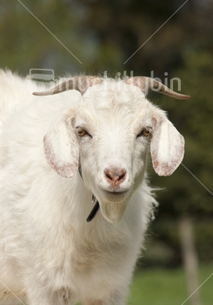 Happy looking pet goat on a farm.  