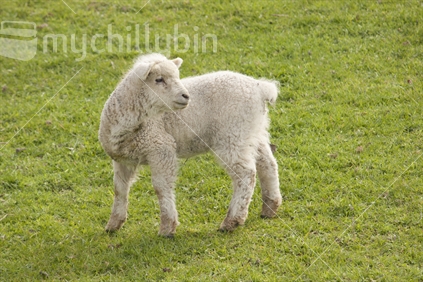 Spring lamb in a paddock.  