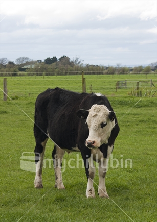 A cow standing in a lush New Zealand paddock.  