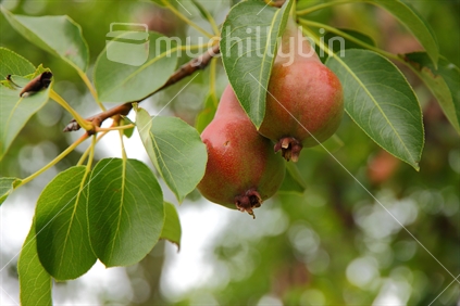 young pears in Hawkes Bay Orchard (selective focus)