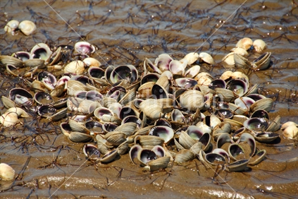 Cockle sheels at low tide at Okoromai Bay