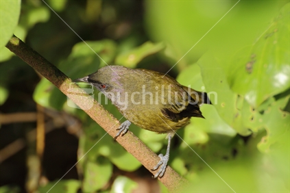 Bellbird pecking on branch in the bush.