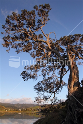 Looking up to a twisted tree on the edge of Tairua harbour in early morning light