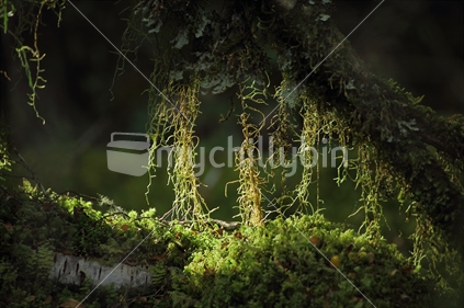 Backlit lichen on a tree on the Milford track (raised ISO)
