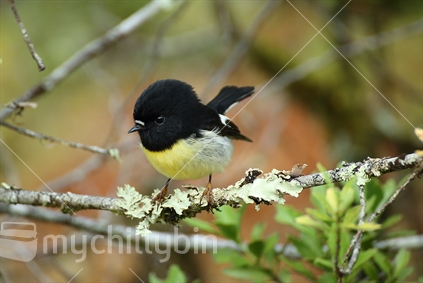Tomtit on the Milford Track (raised ISO)