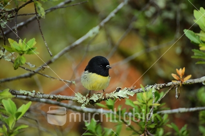 Tomtit on Milford track