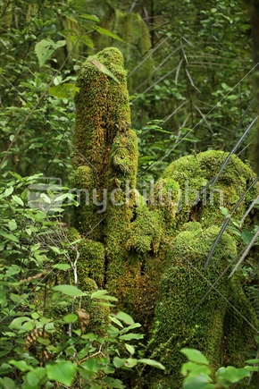 Beech stump covered in moss on Milford Track