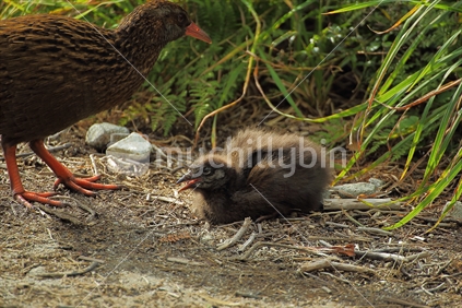 Weka and chick on Milford track