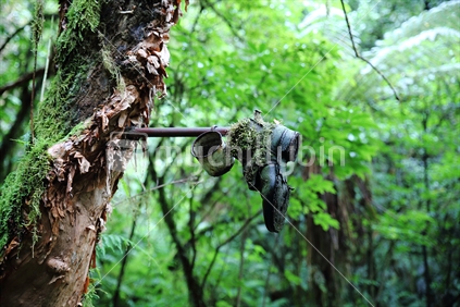 A lost boot on the Milford track