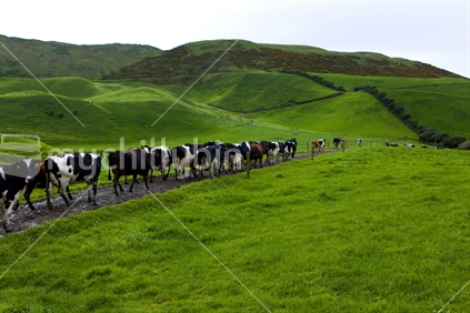 Herd of Friesian cows walking for milking.