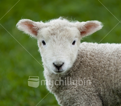 Lamb in the field; up close and personal. 