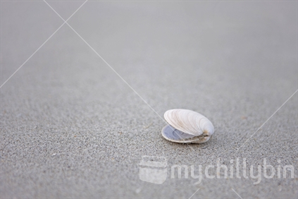 Someone dropped the shell