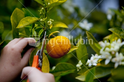 Picking a fresh orange