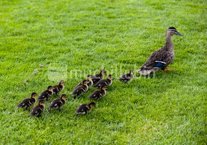 A dozen ducklings following their mummy