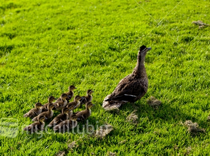 A dozen ducklings following along after their mum.