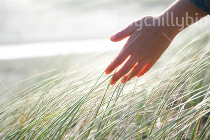 A hand gliding through the sand dune grass.