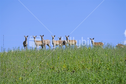 Deers Behind Fine Wire Fence