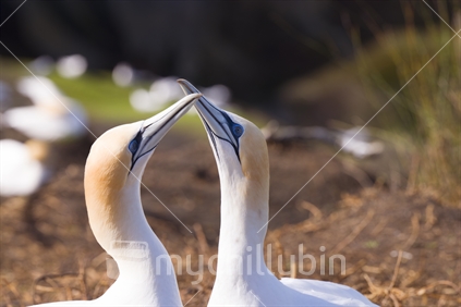 Gannets in Love