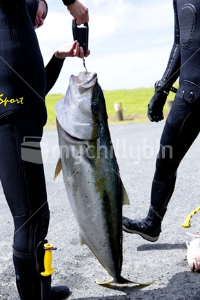 Two divers weighing the catch.