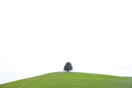 Sole Tree on Grass Mound