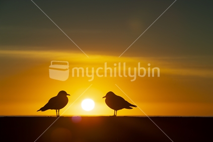 Two gulls silhouetted by the sunrise