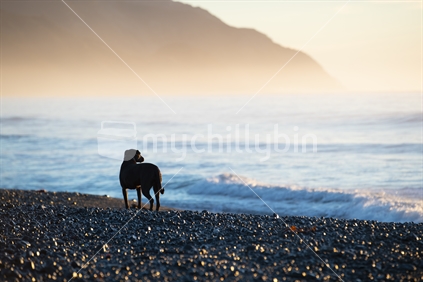 A lone dog enjoys an early morning walk by the ocean