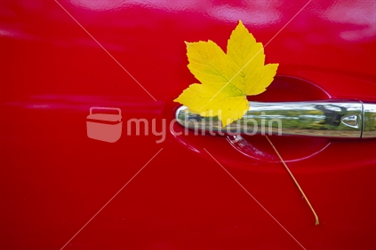 Autumn leaf stuck in a chrome car door handle