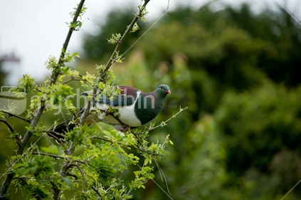 Otago wood pigeon also known as the kereru.