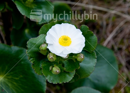 Mount Cook Lily or Mountain Buttercup, Ranunculus lyallii, Southern Alps, Routeburn Track, New Zealand